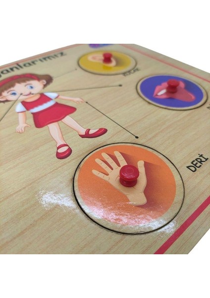 Ahşap Tutmalı Organlar Puzzle modelleri