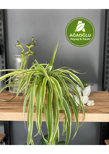 Syngonium Arrowhead – Dayanıklı Şans Bitkisi - Ok Başı Sarmaşığı - Melek Kanadı Bitkisi