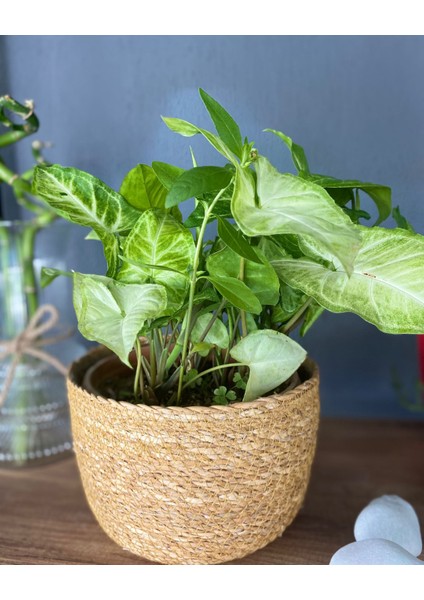 Syngonium Arrowhead – Dayanıklı Şans Bitkisi - Ok Başı Sarmaşığı - Melek Kanadı Bitkisi fiyatları