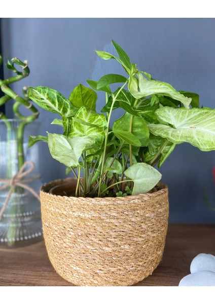 Syngonium Arrowhead – Dayanıklı Şans Bitkisi - Ok Başı Sarmaşığı - Melek Kanadı Bitkisi modelleri