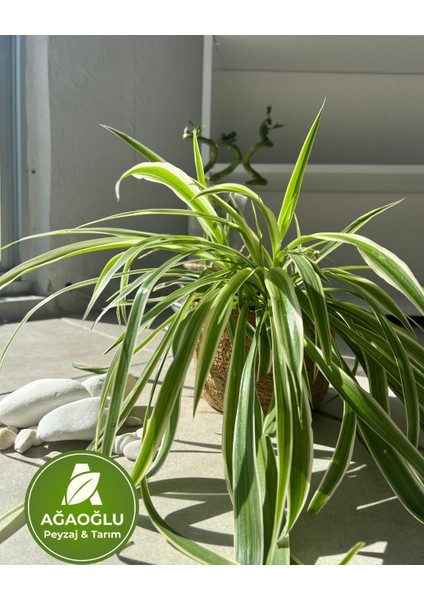 Syngonium Arrowhead – Dayanıklı Şans Bitkisi - Ok Başı Sarmaşığı - Melek Kanadı Bitkisi fırsatları