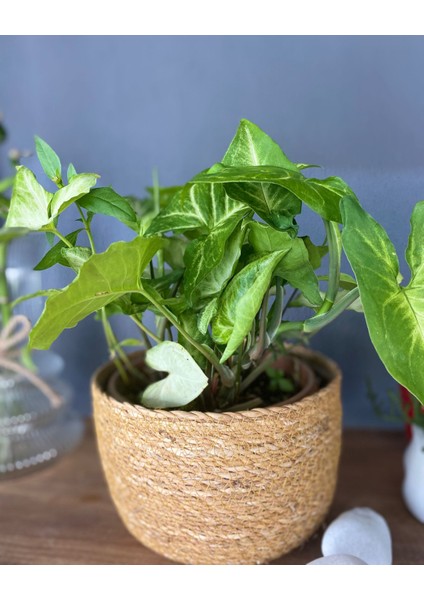 Syngonium Arrowhead – Dayanıklı Şans Bitkisi - Ok Başı Sarmaşığı - Melek Kanadı Bitkisi indirimleri