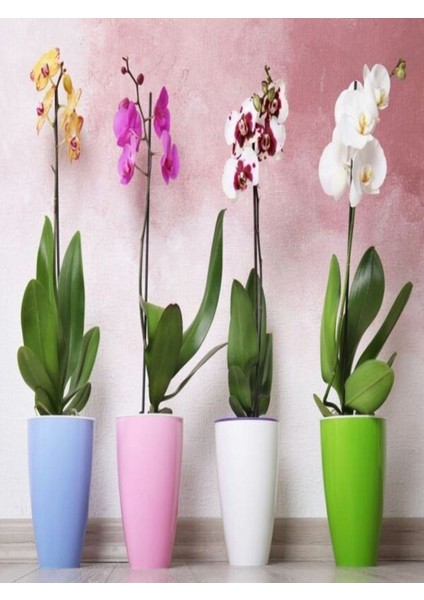 Yeşil Şölen Ikili Set Bitki Çiçek Ağaç Bakım Gübre Seti 0.52.34 Mkp 1 kg + Micro 1 Lt modelleri