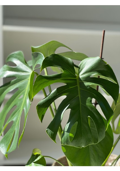 Monstera Deliciosa (Deve Tabanı) – Büyük Yapraklı Tropikal Salon Bitkisi