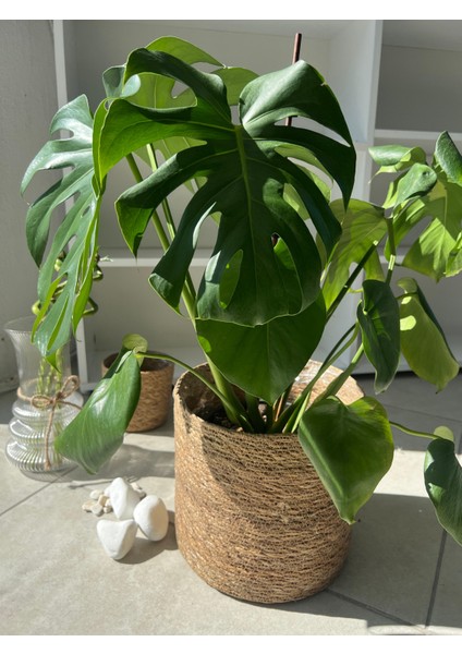 Monstera Deliciosa (Deve Tabanı) – Büyük Yapraklı Tropikal Salon Bitkisi fiyatları
