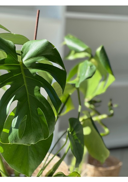 Monstera Deliciosa (Deve Tabanı) – Büyük Yapraklı Tropikal Salon Bitkisi modelleri