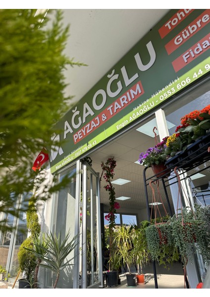 Monstera Deliciosa (Deve Tabanı) – Büyük Yapraklı Tropikal Salon Bitkisi fırsatları