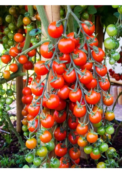 Ikili Set Bitki Çiçek Ağaç Bakım Gübre Seti 20.20.20+Me 1 kg + 0.52.34 Mkp 1 kg fiyatları