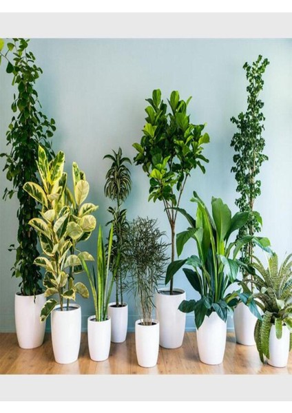 Ikili Set Bitki Çiçek Ağaç Bakım Gübre Seti 20.20.20+Me 1 kg + 0.52.34 Mkp 1 kg fırsatları