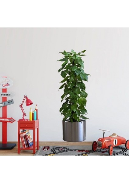 Saksılı Bitki Tasarımlı Yapışkanlı Sticker Resim 90*30 cm MC-665 indirimleri