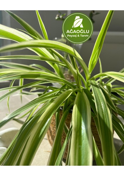 Hava Temizleyici Kurdele Çiçeği (Chlorophytum) fiyatları