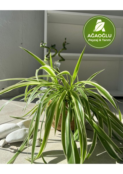 Hava Temizleyici Kurdele Çiçeği (Chlorophytum) fırsatları