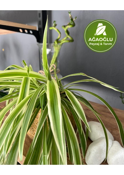 Hava Temizleyici Kurdele Çiçeği (Chlorophytum) indirimleri