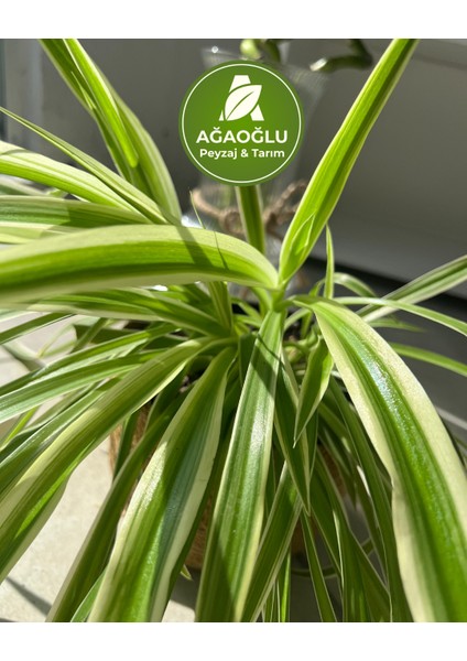 Hava Temizleyici Kurdele Çiçeği (Chlorophytum)