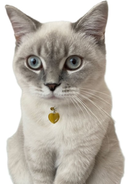 Doğal Taş Kedi Künyesi