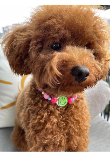 Rengarenk Sevimli Kalp Boncuklu Köpek Kolyesi/tasması fırsatları