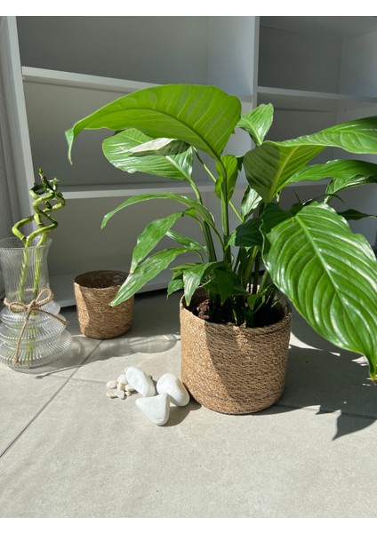 Barış Çiçeği – Spathiphyllum – Hava Temizleyici, Çiçek Açan Iç Mekan Salon Bitkisi