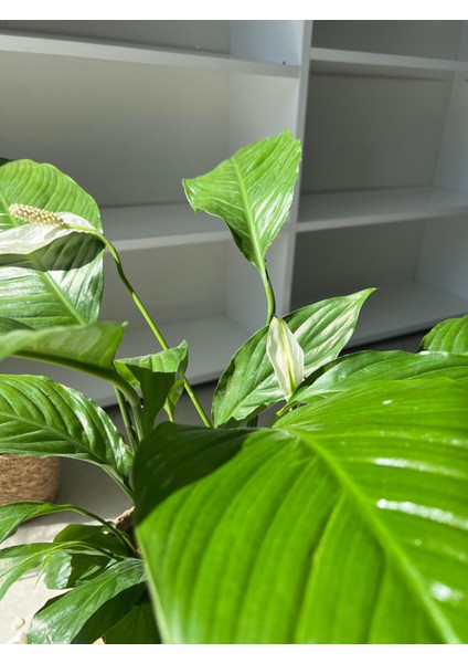 Barış Çiçeği – Spathiphyllum – Hava Temizleyici, Çiçek Açan Iç Mekan Salon Bitkisi fiyatları