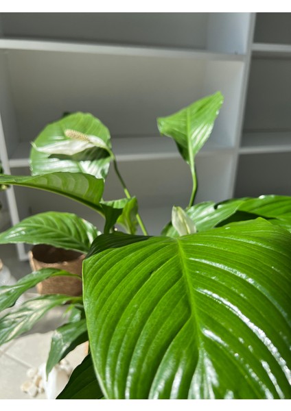 Barış Çiçeği – Spathiphyllum – Hava Temizleyici, Çiçek Açan Iç Mekan Salon Bitkisi modelleri