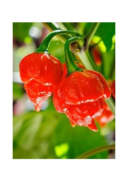 Hotbynature Trinidad Scorpion Pepper / 1,2 – 2 Milyon Scoville - Gerçek Taze Acı Biber fiyatları