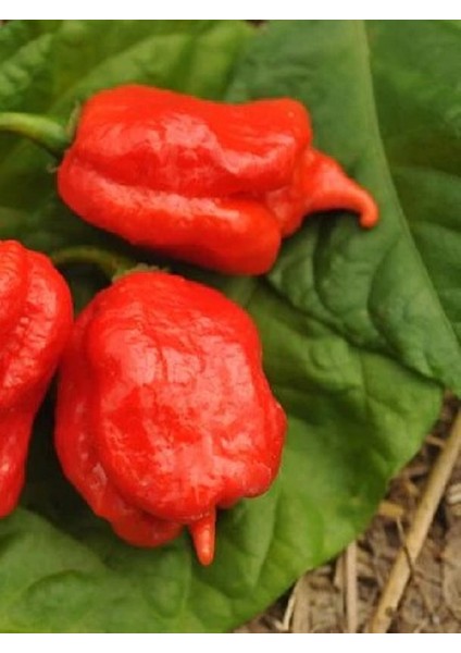 Hotbynature Trinidad Scorpion Pepper / 1,2 – 2 Milyon Scoville - Gerçek Taze Acı Biber fırsatları