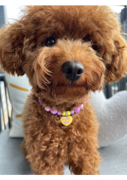 Mor ve Sarı Sevimli Köpek Kolyesi/tasması modelleri
