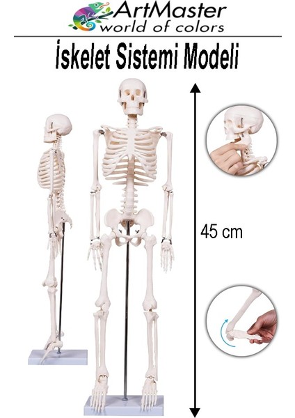Iskelet Sistemi Maketi 45 cm 1 Adet Insan Iskelet Modeli Haraketli Eğitim Iskelet Anatomisi Iskelet Sistemi Fen Deney