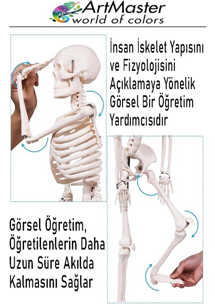 Iskelet Sistemi Maketi 45 cm 1 Adet Insan Iskelet Modeli Haraketli Eğitim Iskelet Anatomisi Iskelet Sistemi Fen Deney fırsatları