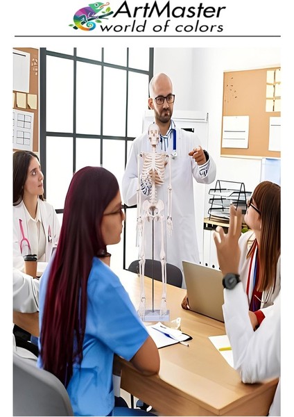 Iskelet Sistemi Maketi 45 cm 1 Adet Insan Iskelet Modeli Haraketli Eğitim Iskelet Anatomisi Iskelet Sistemi Fen Deney indirimleri