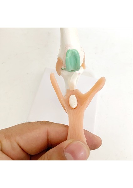 Köpek Iskeleti Modeli Köpek Diz Eklemi Köpek Eklemi Köpek Ligament Fonksiyon Modeli Köpek Iskeleti Köpek Iskeleti Pet Model (Yurt Dışından) fiyatları