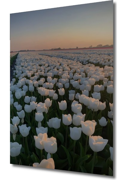 Beyaz Lale Tarlası Yağlı Boya Görünümlü Ahşap Dekoratif Tablo Dikdörtgen Tablo modelleri