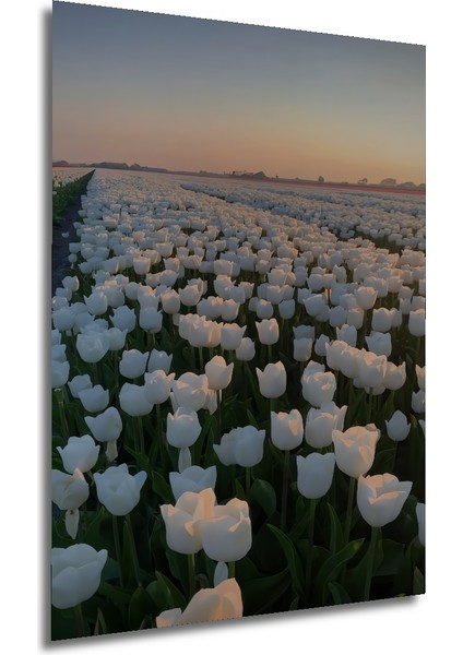 Beyaz Lale Tarlası Yağlı Boya Görünümlü Ahşap Dekoratif Tablo Dikdörtgen Tablo fırsatları