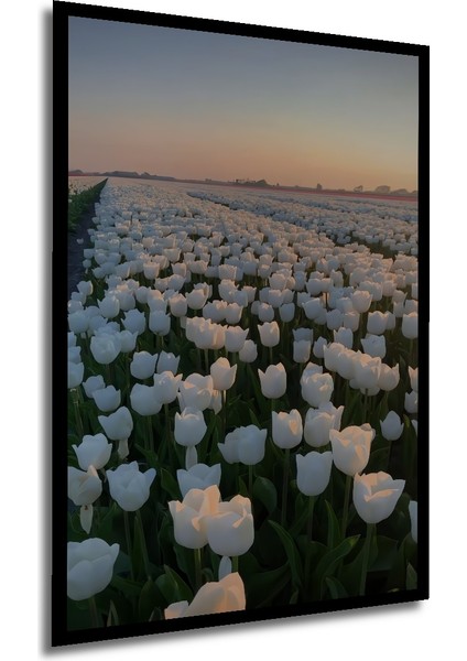 Beyaz Lale Tarlası Yağlı Boya Görünümlü Ahşap Dekoratif Tablo Dikdörtgen Tablo