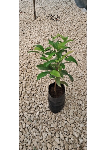 Sapodilla Fidanı 3 Yaş 25 cm fiyatları