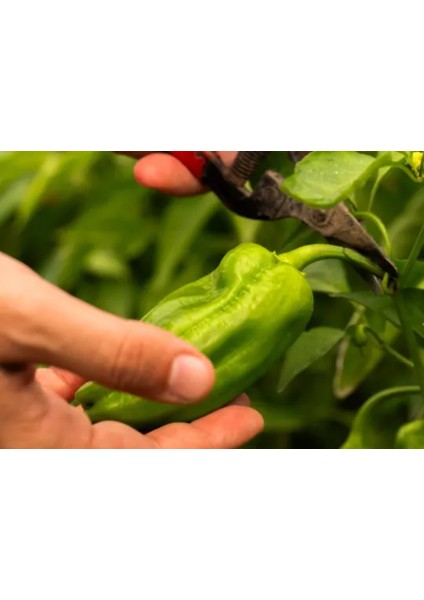 Acı Köy Biberi 1 kg