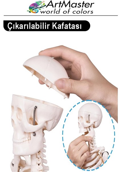 Iskelet Sistemi Maketi 85 cm 1 Adet Insan Iskelet Modeli Haraketli Eğitim Iskelet Anatomisi Iskelet Sistemi fiyatları