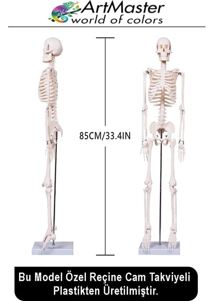 Iskelet Sistemi Maketi 85 cm 1 Adet Insan Iskelet Modeli Haraketli Eğitim Iskelet Anatomisi Iskelet Sistemi modelleri
