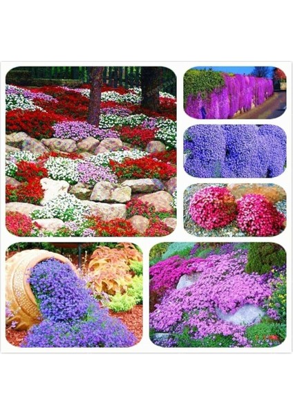 Dünyam Karışık Renkli Sarkan Obrizya Çiçeği Tohumu 35 Adet