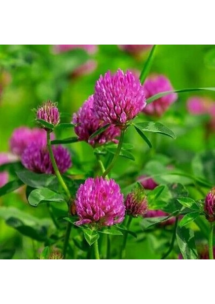 Üçgül Çiçeği Çayır Üçgülü Tohumu 100 Adet Tohum