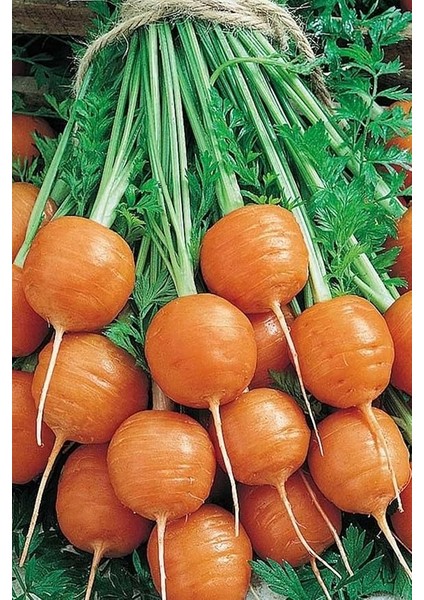 Topak Havuç Tohumu / 40 Adet Havuç Tohumu