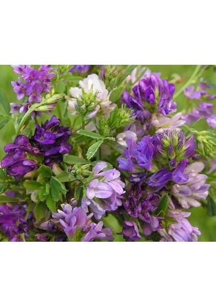 Üç Yapraklı Yonca Çiçeği 200 Adet Tohum modelleri