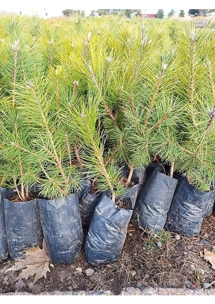 Çam Fidanı 50-60 cm Boy fiyatları