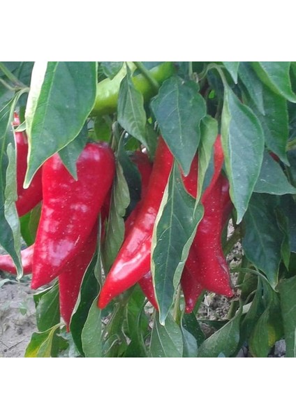 Salçalık Közlemelik Biber Fidesi (5 Adet)