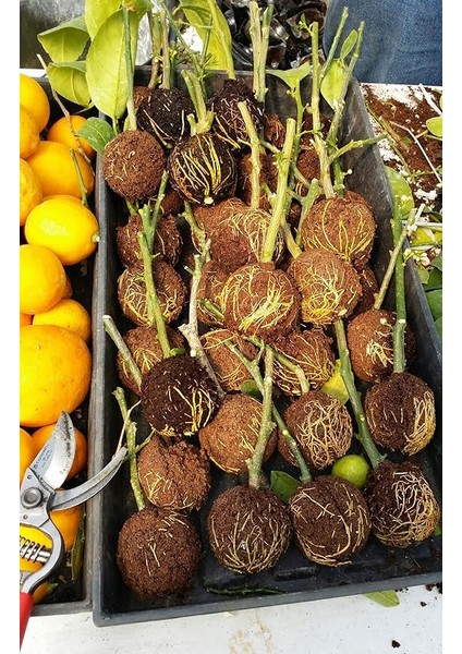 Adet Bitki Köklendirme Topu, 20 Adet Klips, Köklendirme Hormonu fiyatları