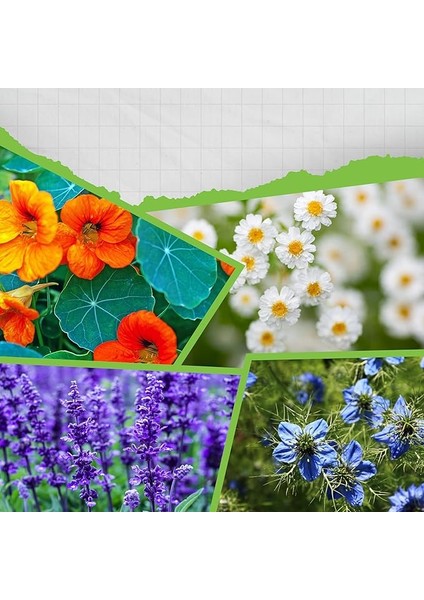 Hobitar Yenilebilir Gurme Çiçekler Çiçek Tohumu Paketi - Latin Çiçeği Papatya Çörekotu Adaçayı