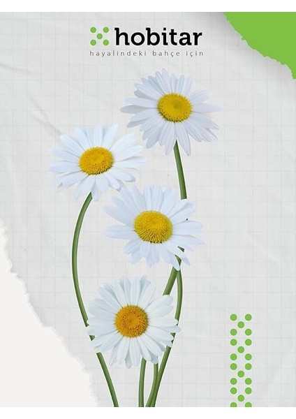 Hobitar Yenilebilir Gurme Çiçekler Çiçek Tohumu Paketi - Latin Çiçeği Papatya Çörekotu Adaçayı fırsatları