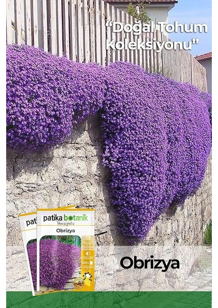 Botanik 100 Adet Obrizya Çiçek Tohumu (Aubrieta)