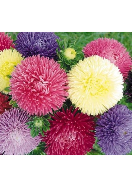 Aster Kasımpatı (Krizantem) Karışık Renkli - 20 Tohum fırsatları