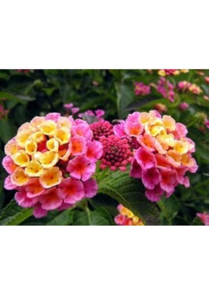 Look Sardunya Çiçeği Tohumu 10 12 Adet Iki Renkli TH-THMCMTHM528