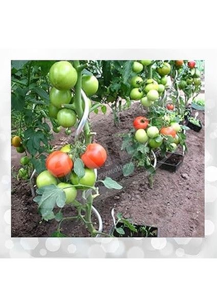 Group 20 Adet 150 cm Metal Spiral Bitki Destek Çubuğu Hobi Bahçesi Bitki Bağlama Teli Sebze Desteği ve Çiçek Teli indirimleri